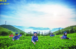 茶香四溢：全球茶业发展趋势与新兴茶饮文化探讨