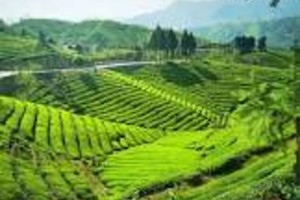 养生茶道：茶农的秘境之旅