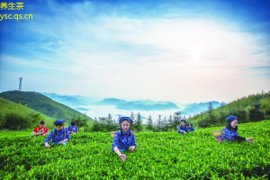 茶香四溢：全球茶业发展趋势与新兴茶饮文化探讨